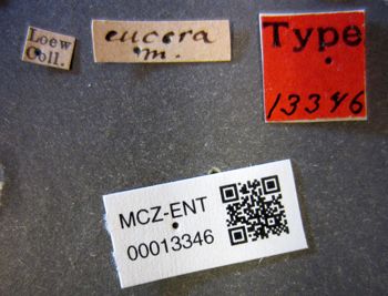 Media type: image;   Entomology 13346 Aspect: labels